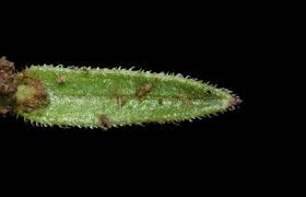 Image result for Striga bilabiata