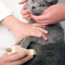 Our emergency hospital has been established in louisville kentucky's outer loop, in okolona, since 1978 and has been operating 24 hours a day, 365 days a year including all holidays. Veterinarian Near 40207 East Louisville Animal Hospital