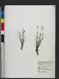 Image result for Bulbostylis densa