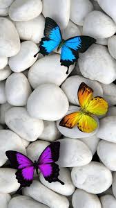 Butterfly Wallpaper Iphone Best Iphone Wallpaper Butterfly Wallpaper Iphone Butterfly Wallpaper Backgrounds Butterfly Pictures