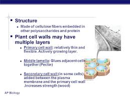 Biological membranes, in the form of eukaryotic cell membranes , consist of a phospholipid bilayer with embedded, integral and peripheral proteins used in communication. Ap Biology The Cell Wall Ap Biology Cell Walls Of Plants An Extracellular Structure That Distinguishes Plant Cells From Animal Cells Prokaryotes Ppt Download