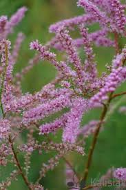 Image result for Grona ramosissima