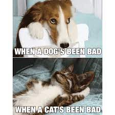 Recolor Gallery Funny Animals Cat Quotes Funny Cat Memes