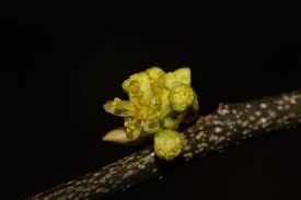 Image result for Lauraceae