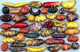 Peruvian Potatoes Types De Pommes De Terre Pomme De Terre Recettes Peruviennes