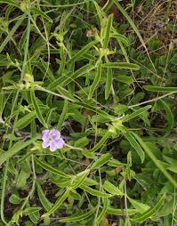 Image result for Barleria lancifolia
