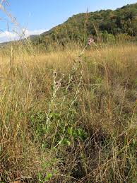 Image result for Athrixia