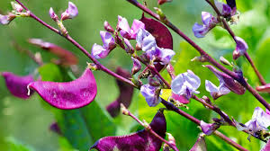 Mid south gardening purple flowering vine red berries i. 10 Most Beautiful Purple Vine Flowers My Garden Flowers