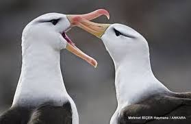 Albatros Kusu Kus Kusu