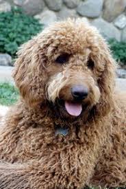 Pin By Alison Osborn On Doodles Wheatens And Other Dogs I Would Love Labradoodle Labradoodle Grooming Labradoodle Breeders