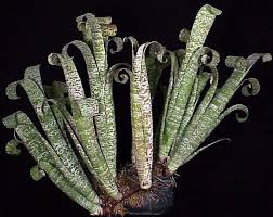 Image result for Clutia timpermaniana