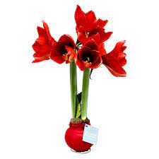 The plant cuticle is an extracellular lipid structure deposited over the aerial surfaces of land plants, which seals the shoot and protects it from biotic and abiotic stresses. Look What They Ve Done To Amaryllis Southern Living