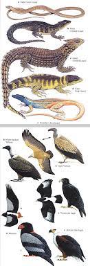 Combine all ingredients in a large pitcher and stir to combine. Traveller S Wildlife Guide Southern Africa By Bill Branch Chris Stuart Tilde Stuart And Warwick Tarboton Vorgestellt Im Namibiana Buchdepot