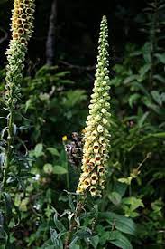 Use tpus to classify 104 types of flowers. Digitalis Ferruginea Wikipedia