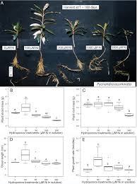 Image result for Pteronia acuminata