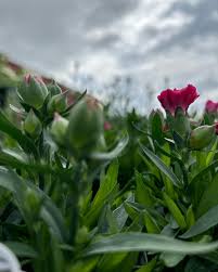 It's feeling like the time to social media detox and smell the flowers.  Send a text if you need to be in contact 204-981-8579 ✌🏼😘