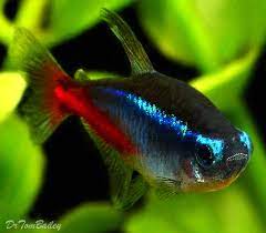 Neon Tetras