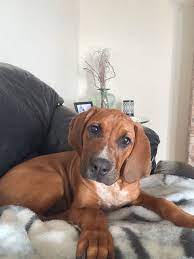 Pin On My Ranger A Coonhound Boxer Mix