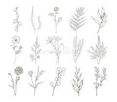 Just think how easy it will be to create baby shower invites or cards or baby announcements with the bundle of joy collection clear. Set Of Detailed Botanical Drawings Of Flowers Ferns And Succulent Plants Isolated On White Background Bundle Of Floral Stock Vector Illustration Of Leaves Bloom 106381362