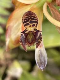 Image result for Bulbophyllum schinzianum