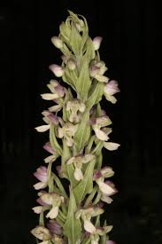 Image result for Brachycorythis ovata