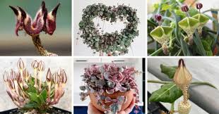 Image result for Ceropegia conrathii