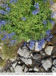 Image result for Cyperus latifolius