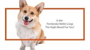 Find a welsh corgi puppy for sale. Pembroke Welsh Corgi Puppies Petland Knoxville