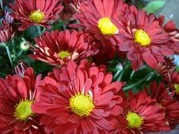 Red Potted Daisy Mums Aster Sun Perennials Wholesale Florist