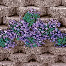 Campanula Portenschlagiana Sun And Partial Sun Perennials Roots Rhizomes