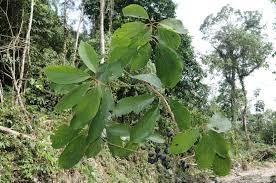 Image result for Actinodaphne