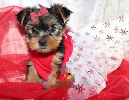 We offer a beautiful selection of the best quality and health of teacup puppies. Available Micro Teacup Yorkies Toy Yorkie Puppies Yorkie Terrier Puppies Parti Yorkie Puppies Chocolate Yorkie Puppies Merle Yorkie Puppies Socal Yorkie Teacup Puppies Yorkie Puppies For Sale Quality Tiny Teacup Toy Puppies Yorkies