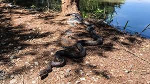Pin On Cold Blooded Critters