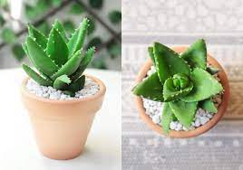 It is cultivated in subtropical regions around the world animal studies have noted an association between aloe vera leaf extract taken orally and gastrointestinal cancer in rats and mice; How To Identify Different Types Of Succulent Part Ii Aloe Agave Gas Succulents Box