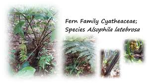 Image result for Cyatheaceae