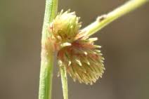 Image result for Lipocarpha micrantha