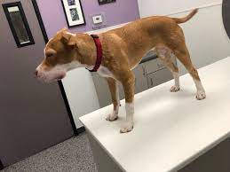 Hillary frank was the first certified avian specialist in arizona. Family Vetcare Of Phoenix 73 Photos 74 Reviews Veterinarians 3908 E Chandler Blvd Phoenix Az Phone Number