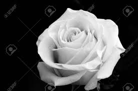 Let it be, you & i, only look at me. Weisse Rose Auf Dem Schwarzen Hintergrund Lizenzfreie Fotos Bilder Und Stock Fotografie Image 37627942