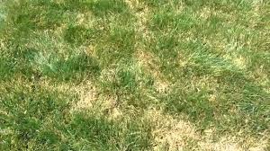 We did not find results for: How To Get Rid Of Voles In Your Yard And Repair The Damage Youtube