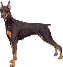 Anyone adopting doberman puppies for sale san diego should be aware of these problems, such as hip dysplasia, gastric torsion, and wobbler's we aim to help you find doberman puppies san diego the right way, and you can take a read through some of our latest user reviews to see what other. Doberman Pinscher Temperament Facts Britannica