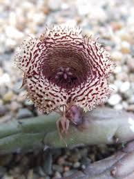 Image result for Huernia volkartii