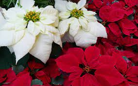 Red And White Pointsettias Christmas Plants Poinsettia Holiday Floral