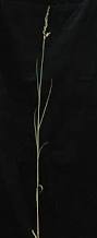Image result for Sorghastrum nudipes