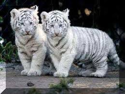26,873 likes · 6 talking about this. Dierenfoto S Twitter àªªàª° Rt Als Je Dit Schattig Vind Http T Co Mcpk655g