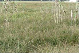 Image result for Cyperus denudatus