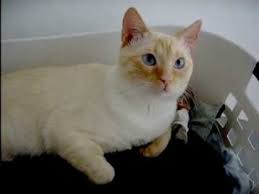 I can definitely see it. A Flame Point Siamese Cat Youtube