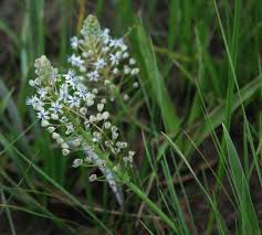 Image result for Schizocarphus nervosus