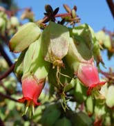 Image result for Vernonia centaureoides