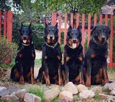 Beauceron Kennel Des Gardiens Du Chaos Pogo Avantasia Des Gardiens Du Chaos Jetta Attrayant Garde De La Vie Rebelle Dog Breeds Working Dogs Cute Animals