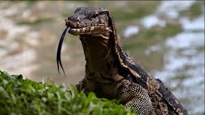 We did not find results for: Erek Erek Biawak 2d 3d 4d Di Buku Mimpi Dan Kode Alam Teras Mimpi